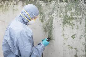 Best Basement Mold Removal  in Lyman, SC